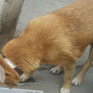 Missing: Brown Male Indie Dog from GK2, New Delhi-2