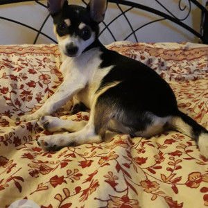 Missing: Black and Brown Male Chihuahua Dog from Sushant Lok