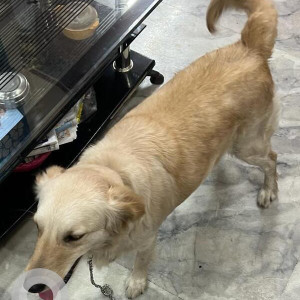 Found: Brown Female Labrador mix Dog from Shanker Public School, West Vinod Nagar, Mandawali-2