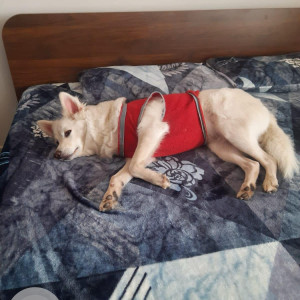 Missing: White Male Indian Spitz Dog from M3M Corner Walk, SPR Road Gurgaon