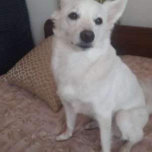 Missing: White Male Indian Spitz Dog from M3M Corner Walk, SPR Road Gurgaon-2