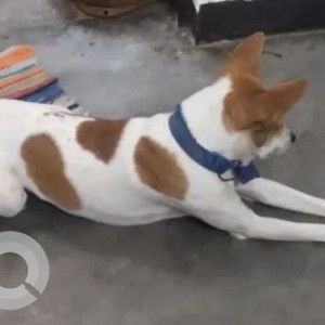 Missing: White-Brown Mix Male Indie Dog from Saraswati Colony near Krishna Public School Sehatpur-2