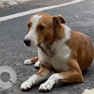 Missing: White-Brown Mix Male Indie Dog from Central Delhi