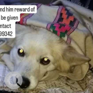 Missing: White Male Pomeranian Dog from Danishmmda Basti Shekh Jalandhar