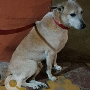 Missing: Brown Male Indie Dog from Oven Fresh in Shivaji park-2