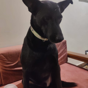 Missing: Black Male Indie Dog from Sector 100, Noida