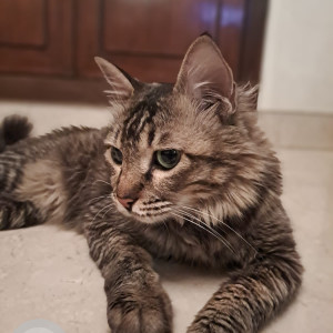 Missing: Grey Female Indie Cat from Defence Colony-2