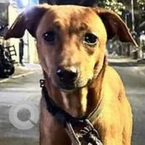 Found: Brown Female Indie Dog from Kalakshetra Road, Thiruvanmiyur