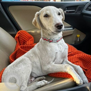 Missing: White Male Indie Dog from DLF Phase1 near Petrol Pump Theka, Gurgaon