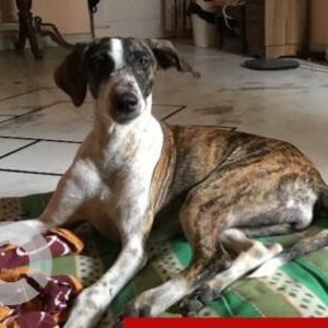 Missing: White-Brown Mix Female Indie Dog from Noida Sector 112