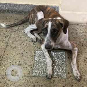 Missing: White-Brown Mix Female Indie Dog from Noida Sector 112-2