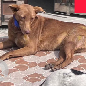 Missing: Brown Male Indie Dog from ARD Pet Hospital, Sector 56, Gurgaon