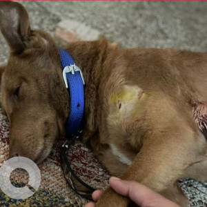 Missing: Brown Male Indie Dog from ARD Pet Hospital, Sector 56, Gurgaon-2