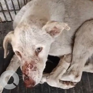 Missing: White Male Indie Dog from Sector 167, Mangrauli Greater Noida Uttar Pradesh