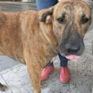 Missing: Brown Male Indie Dog from Building 5, Gate 1, Gurugam-2