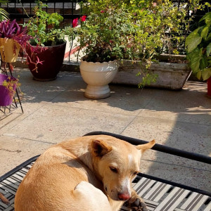 Missing: Brown Male Indie Dog from Rohini sector-16-2