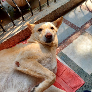 Missing: Brown Male Indie Dog from Rohini sector-16