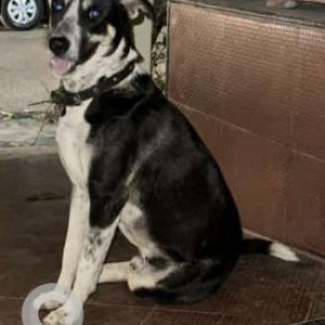 Found: Black and White Male Indie Dog from Sector 15, Noida