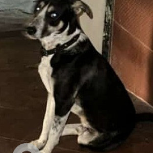 Found: Black and White Male Indie Dog from Sector 15, Noida-2