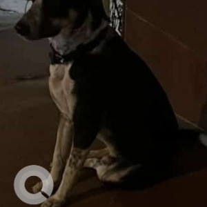 Found: Black and White Male Indie Dog from Sector 15, Noida-3