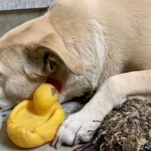 Missing: Golden Female Labrador Dog from Geeta Colony-2