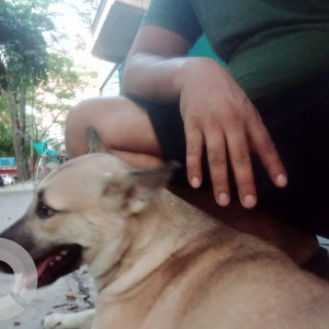 Missing: Brown Female Indie Dog from Lajpat Nagar, Central Market , New Delhi