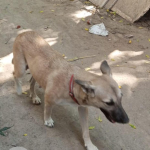Missing: Brown Female Indie Dog from Lajpat Nagar, Central Market , New Delhi-2