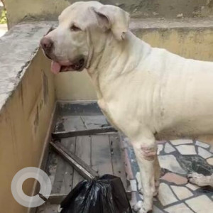 Found: White Male Labrador Dog from Safdarjung Enclave, Delhi