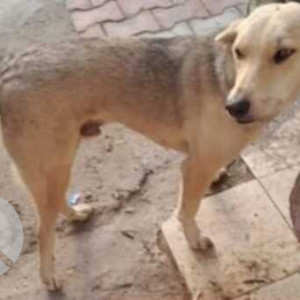 Missing: White Not Available Indie Dog from Gurgaon-2