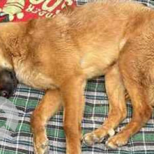 Found: Brown Not Available Golden Retriever Dog from MD block Pitampura-4