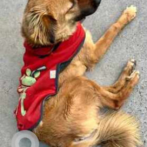 Found: Brown Not Available Golden Retriever Dog from MD block Pitampura-2