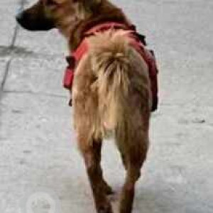 Found: Brown Not Available Golden Retriever Dog from MD block Pitampura-3