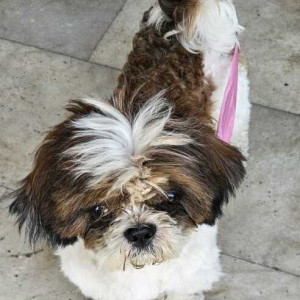 Found: White-Brown Mix Not Available Shih Tzu Dog from Sector 15, Gurgaon-2
