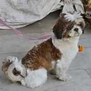 Found: White-Brown Mix Not Available Shih Tzu Dog from Sector 15, Gurgaon