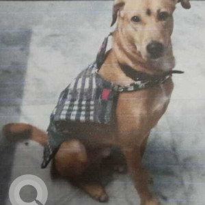 Missing: Brown Not Available Indie Dog from Govindpuri Extension Kalkaji