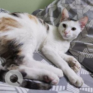 Missing: White and Grey Female Indie Cat from Chanchal Park, Dwarka Mor-2