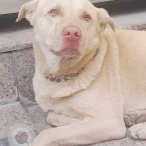 Found: White Male Indie Dog from G Block Mansarover, Garden-2