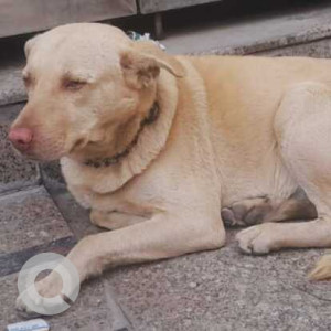 Found: White Male Indie Dog from G Block Mansarover, Garden-3