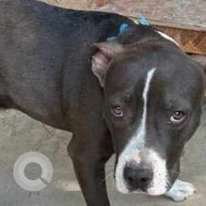 Found: Black and White Female Indie Dog from Arun Jaitley park, Siri Fort Road