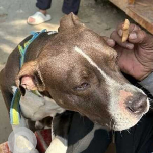 Found: Black and White Female Indie Dog from Arun Jaitley park, Siri Fort Road-2