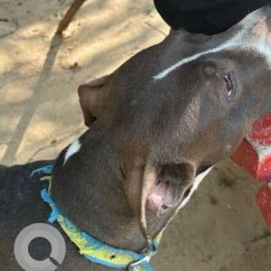 Found: Black and White Female Indie Dog from Arun Jaitley park, Siri Fort Road-3