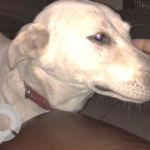 Missing: White Female Indie Dog from C40 Gulmohar Park-2