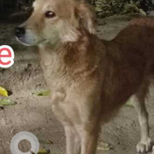 Found: Brown Male Indie Dog from Mandakini, Enclave, Alaknanda, New Delhi-2
