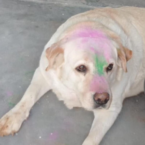 Missing: White Female Labrador Dog from Bhoop Singh Nagar, Jail Road, Badhshahpur, Gurgaon