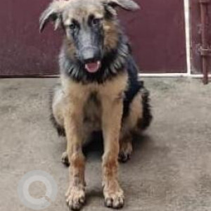 Missing: Black and Brown Not Available German shepherd Dog from V.G.P Shanti Nagar