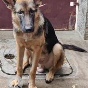 Missing: Black and Brown Not Available German shepherd Dog from V.G.P Shanti Nagar-2