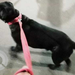 Missing: Black Male Labrador Dog from Masjid Moth, South Extension part, Delhi