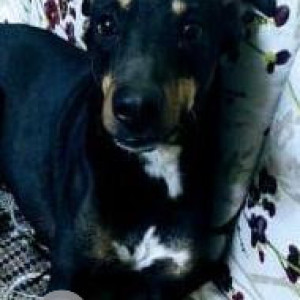 Missing: Black and Brown Female Indie Dog from Delhi-2