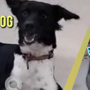 Missing: Black and White Female Indie Dog from Thoraipakkam