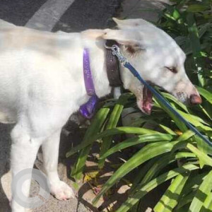 Found: White Male Indie Dog from Greater Kailash, New Delhi